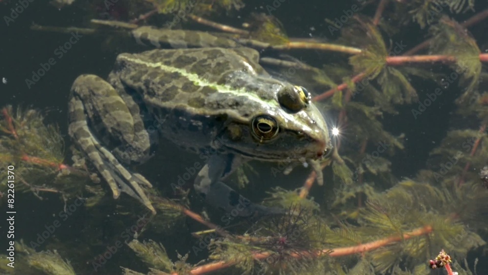 Frog Lies Still in Water While Other Frogs Croak Frog Lies Still in Water While Other Frogs Croak
