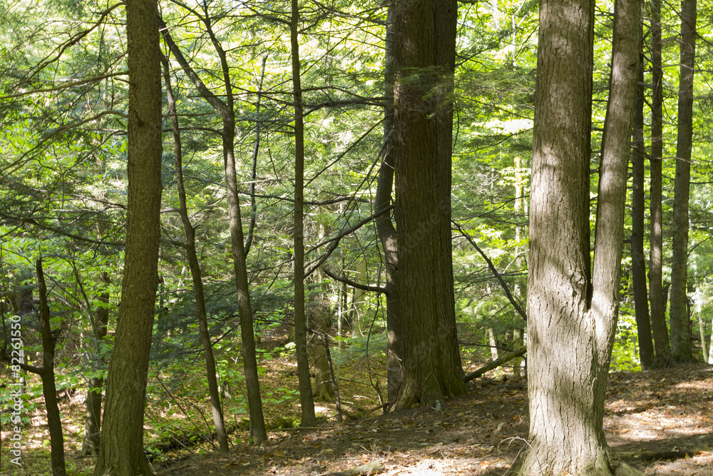 Naklejka premium An pacific forest