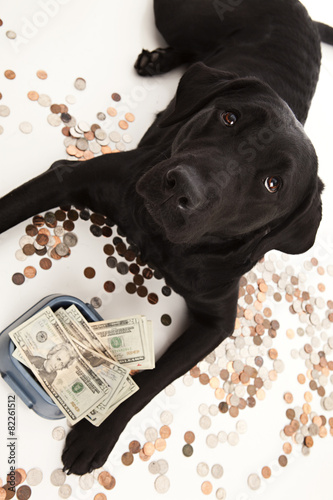 Dog Expenses