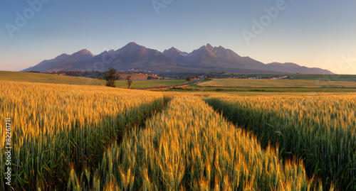 Wheat field with path under Tatras #82261711