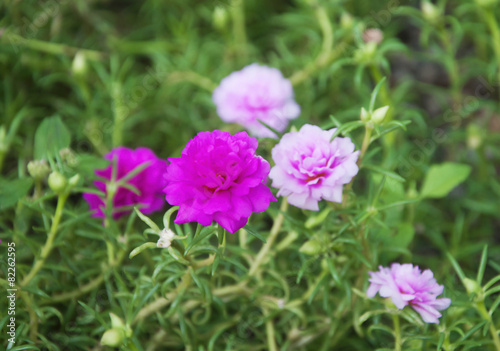 Moss rose flower in the garden