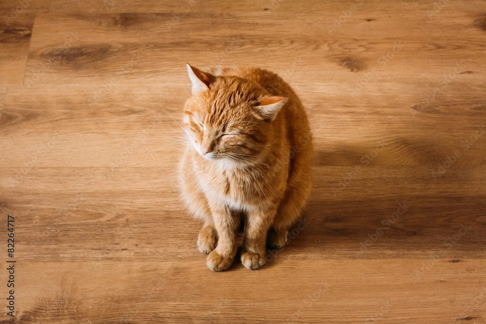 Red Cat Sitting On Laminate Floor