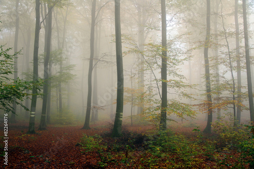 Forrest in an Autumn mist