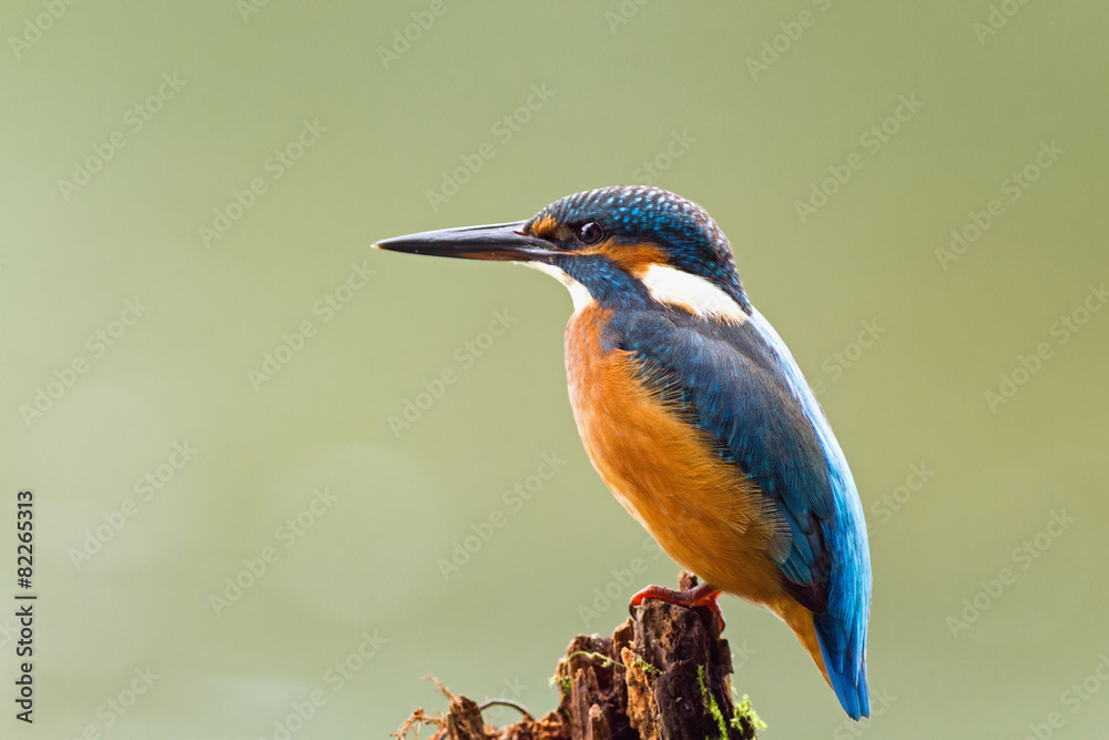 Fototapeta premium Kingfisher watching for prey, sitting on a branch