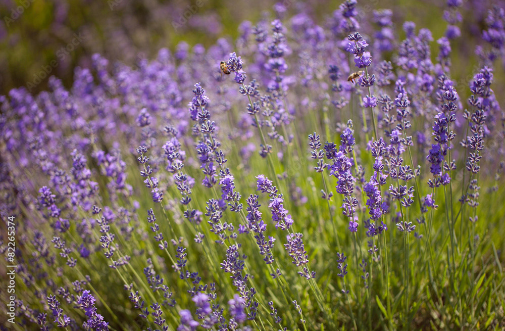 Obraz premium Lavender flowers close up