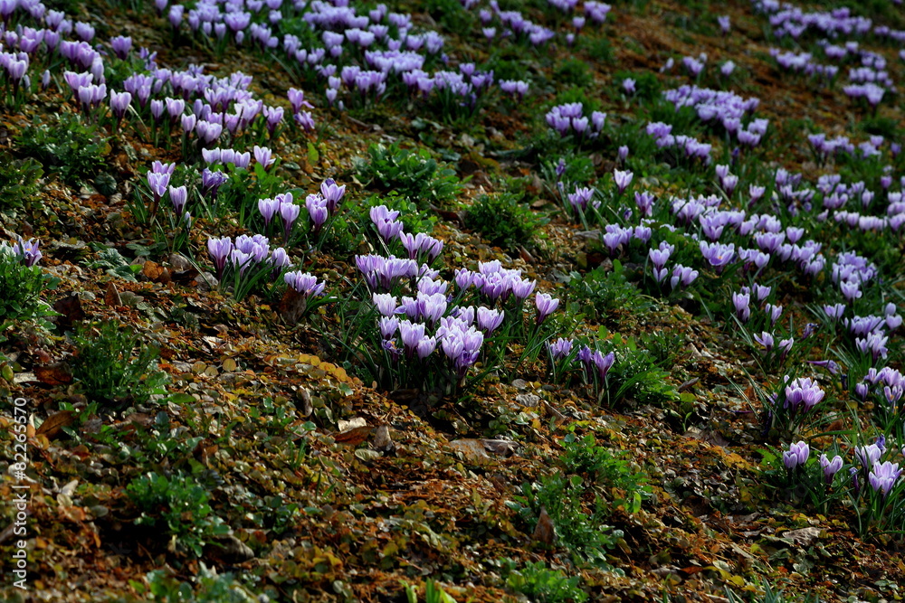 Flowers Flowers