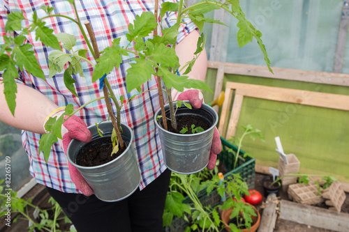 Tomaten-Pflanzen selbst ziehen