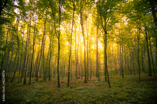 Beautiful forest near Rzeszow city, Poland © MF