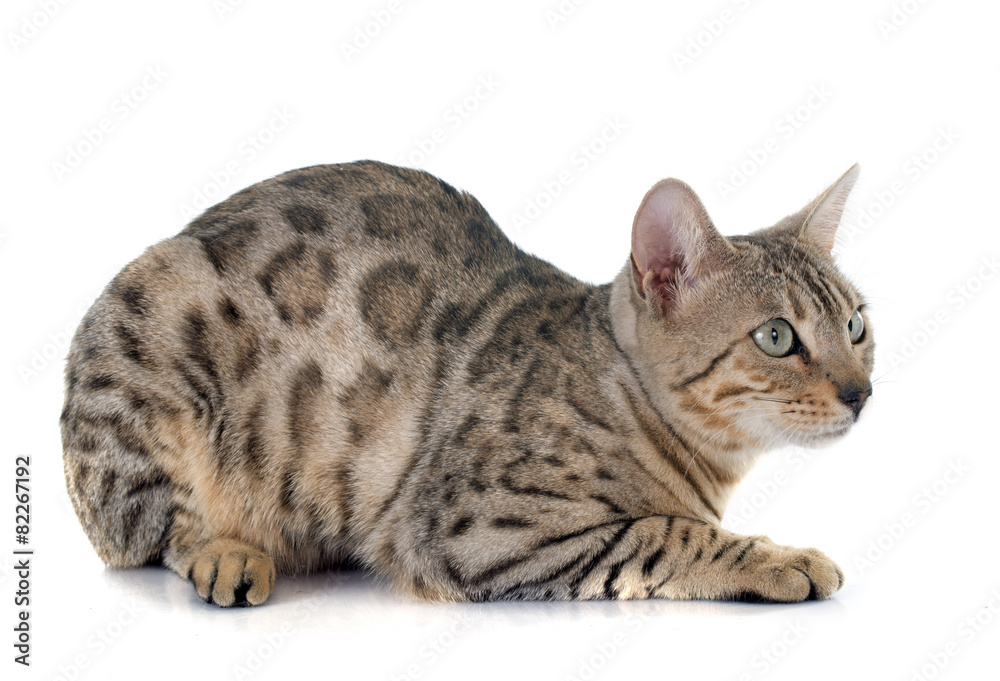 Fototapeta premium bengal cat silver