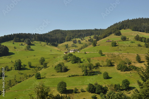 Black Forest Landscape .