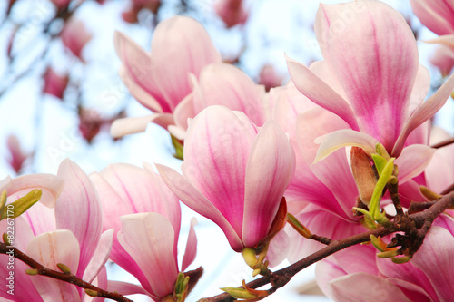 Magnolia Flower In Spring