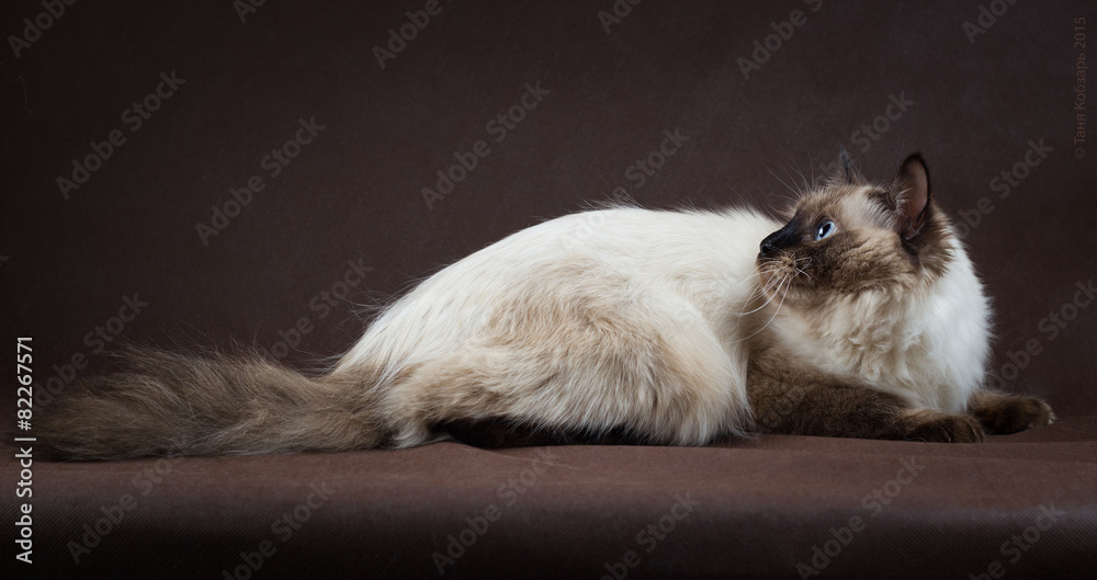Neva masquerade kitten on brown background Neva masquerade kitten on brown background