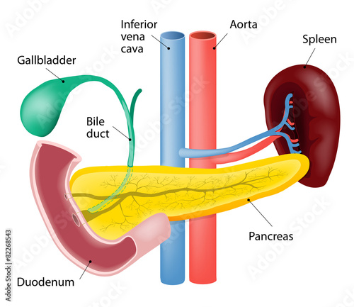 Spleen and pancreas