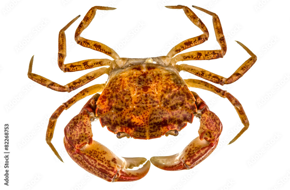 Cooked crab, isolated on white background