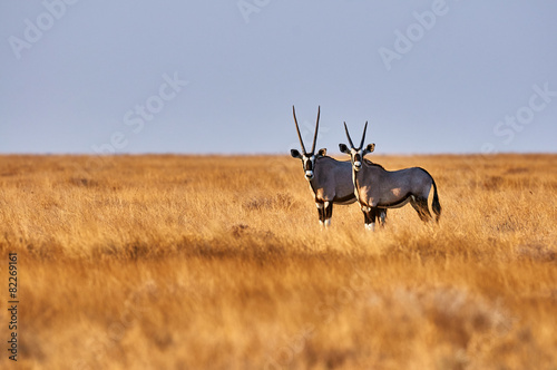 Two oryx in the savannah photo
