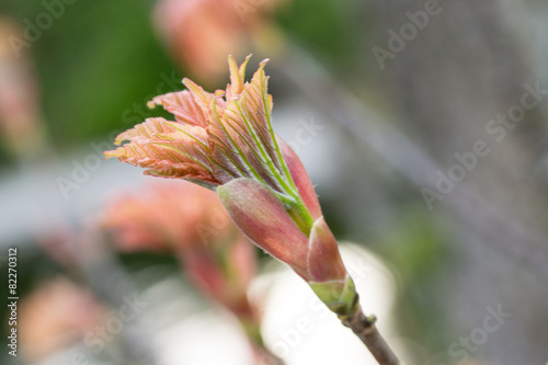 Sprießende Blätter