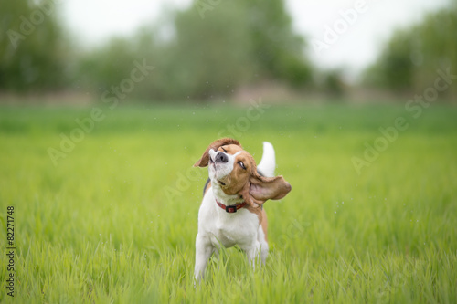 Beagle dog shaking his head