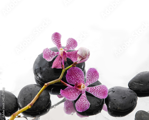 beautiful branch pink orchid with wet stones 