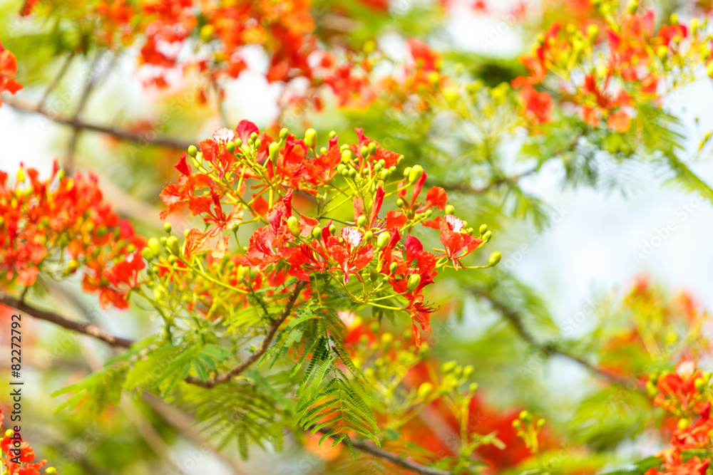 Caesalpinia pulcherrima flower Caesalpinia pulcherrima flower