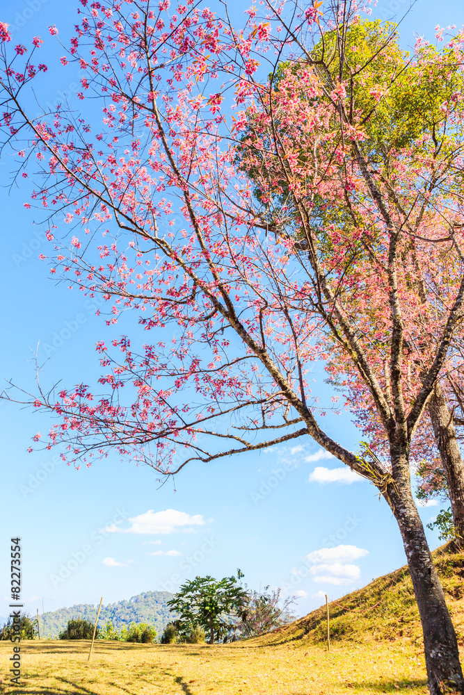 Obraz premium Wild Himalayan Cherry tree spring blossom