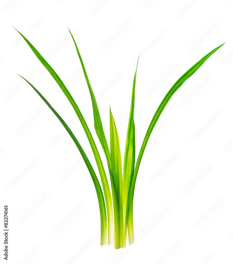 Fragrant pandan leaves plant Fragrant pandan leaves plant