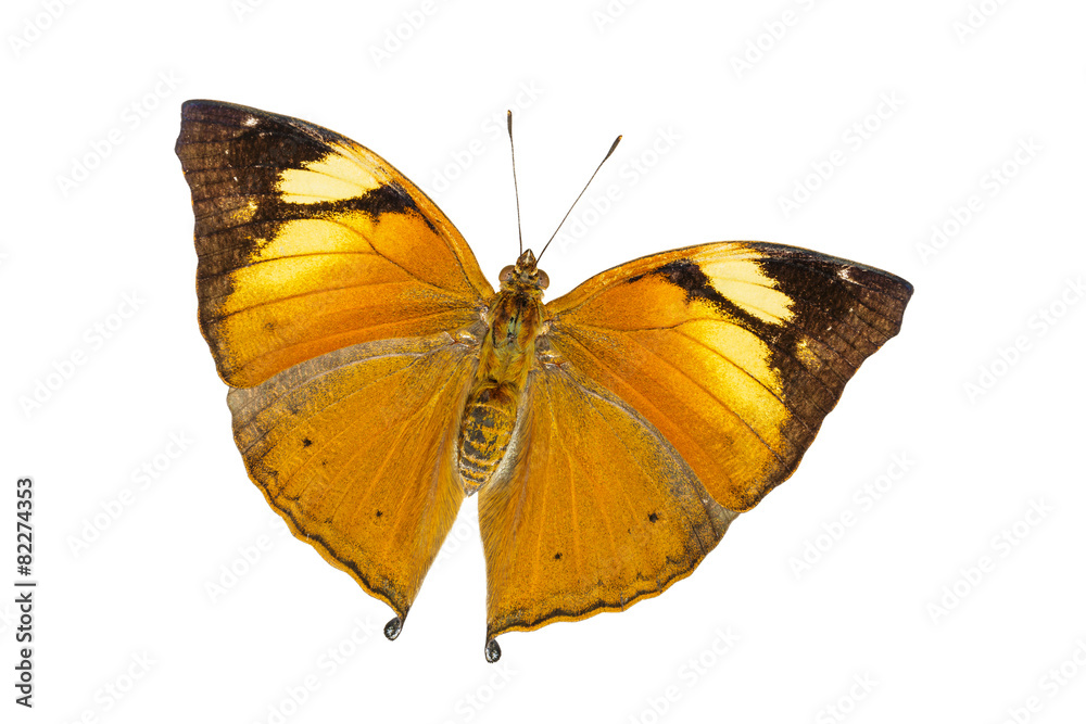 Fototapeta premium Isolated Autumn Leaf butterfly (Doleschallia bisaltide)