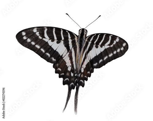 Isolated top view of Spot Swardtail butterfly photo