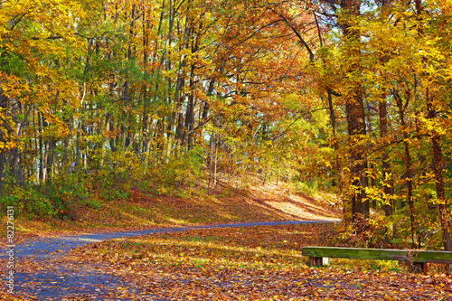 Colorful foliage of deciduous trees along the park trail.
