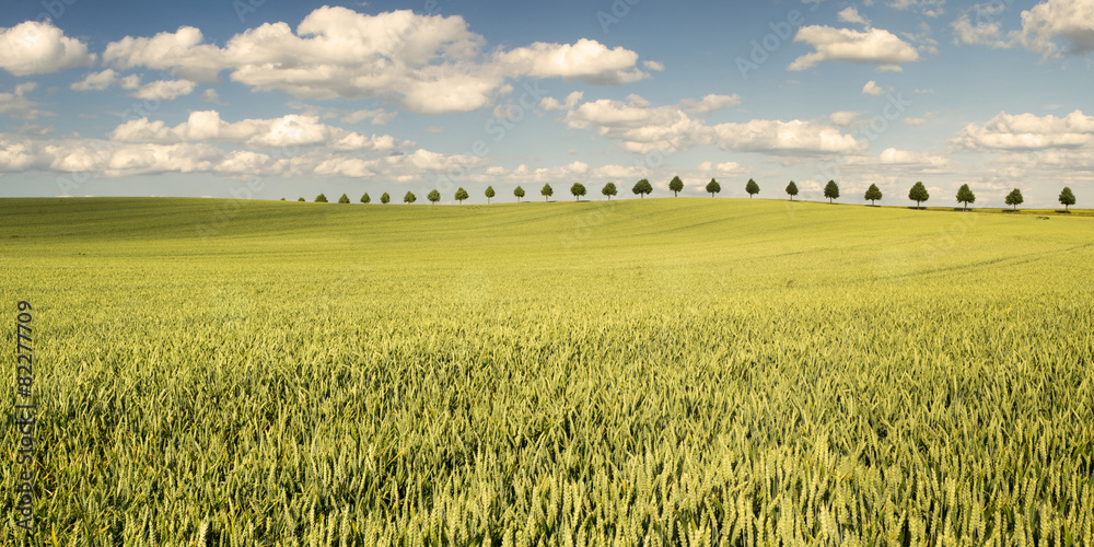 Obraz premium Młode ,dojrzewające zboże na polu