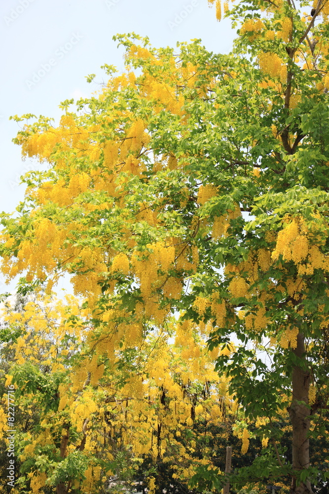 Golden shower in Thailand