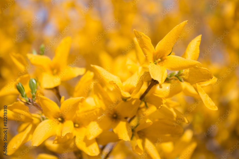 Forsythia open in the spring Forsythia open in the spring