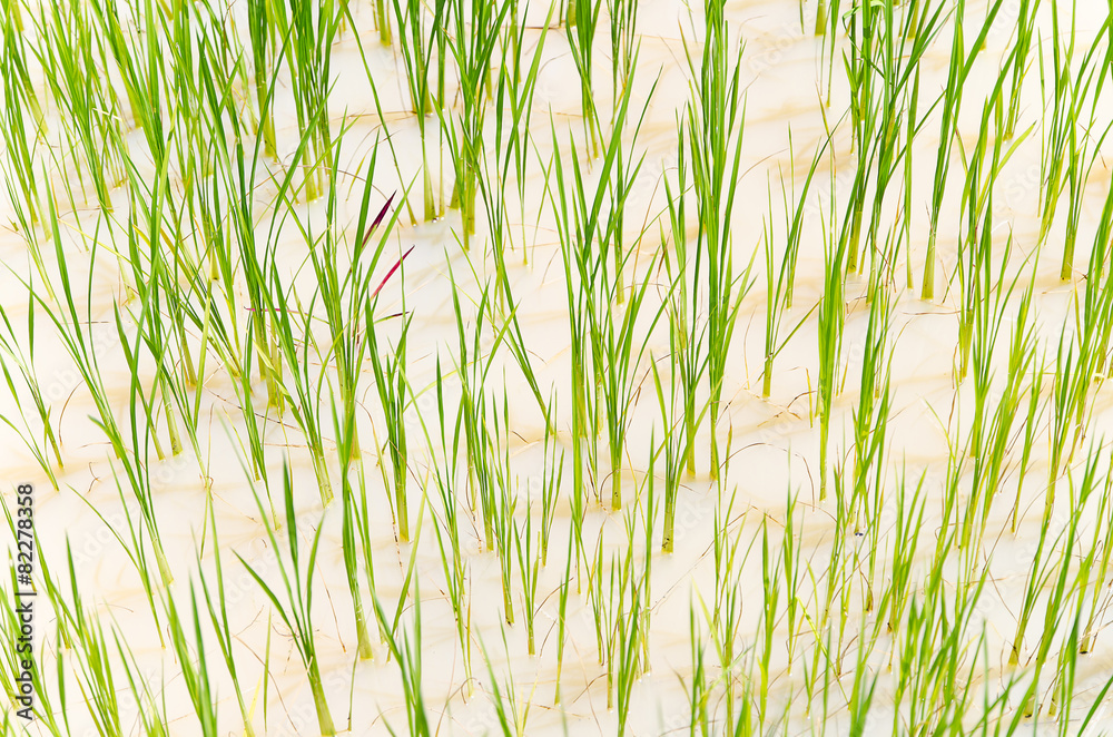 Obraz premium Close up growing rice in field - water rice field