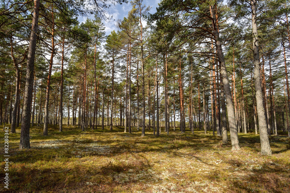 Obraz premium Sunny forest in spring