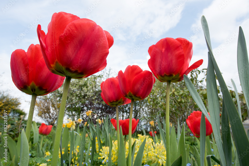 Obraz premium rote Tulpen im Garten