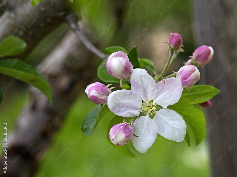 Obraz premium Apple tree blossom, Apfelbaum Blüte