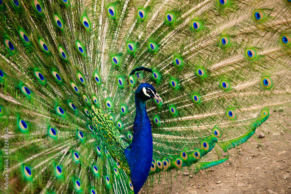 Obraz premium Павлин