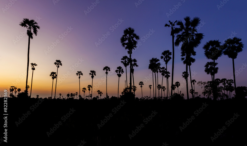 Silhouette sugar palm tree on sunset twilight