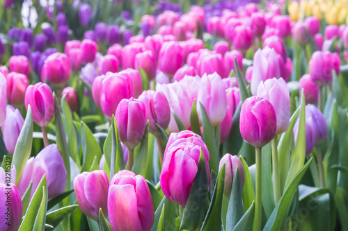 tulip closeup #82285129