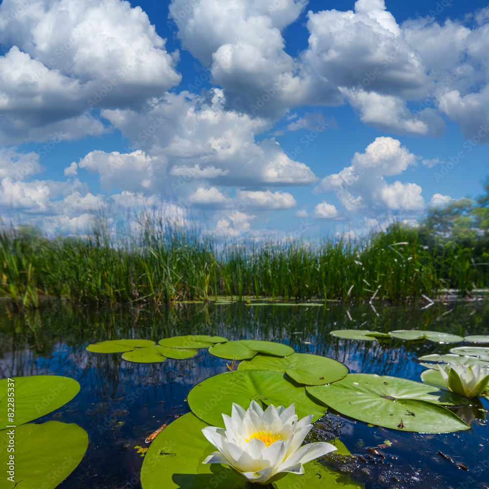 beautiful summer river with lilies beautiful summer river with lilies