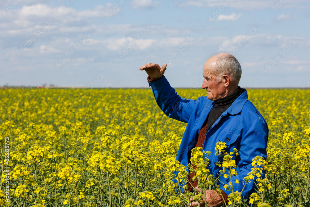 old farmer in a field researching plants