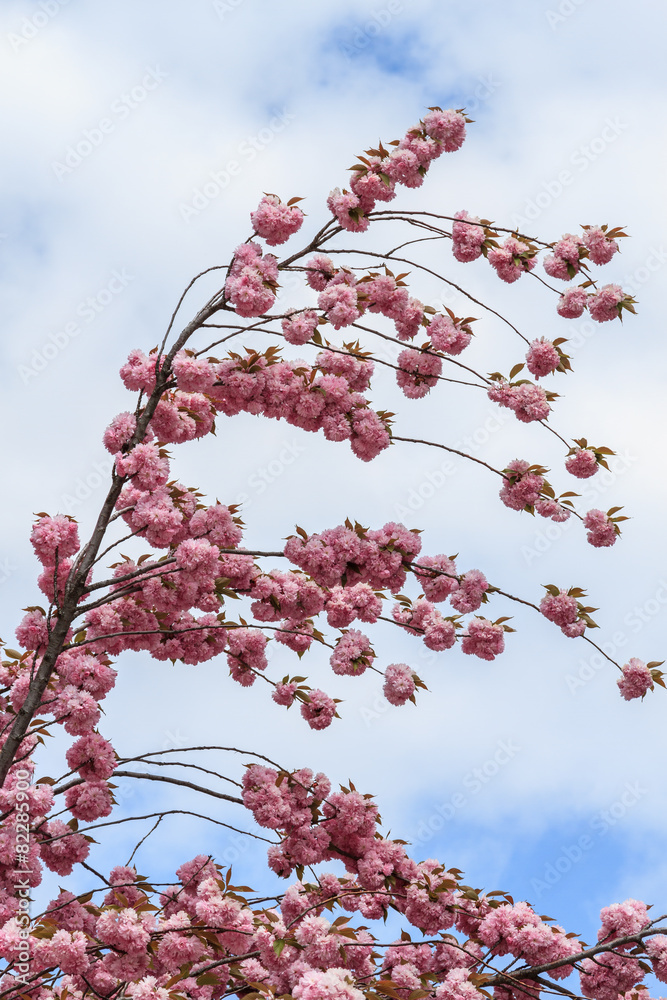 Durazno de Flor, Melocotonero. Prunus persica.
