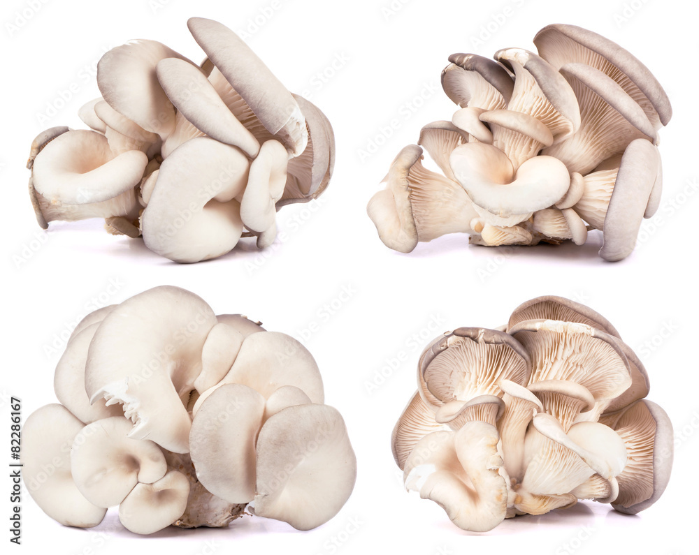 Fototapeta premium Oyster Mushrooms