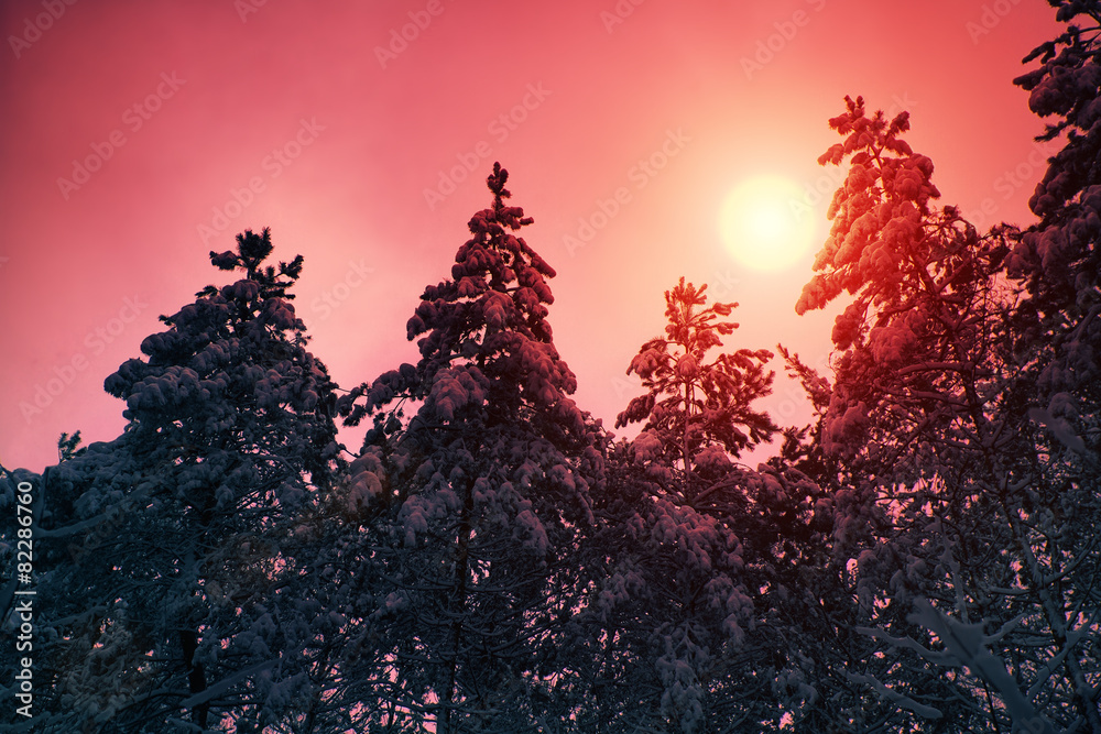 Fototapeta premium Snowy forest at sunset