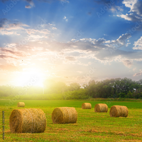 summer wheat field after a harvest