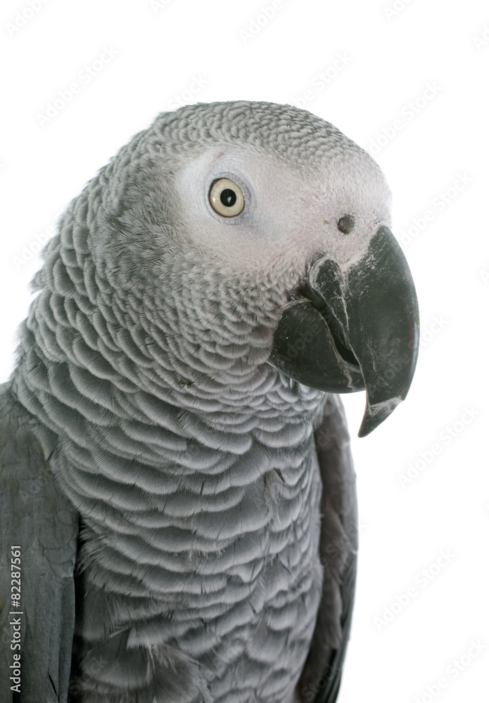 Obraz premium African grey parrot