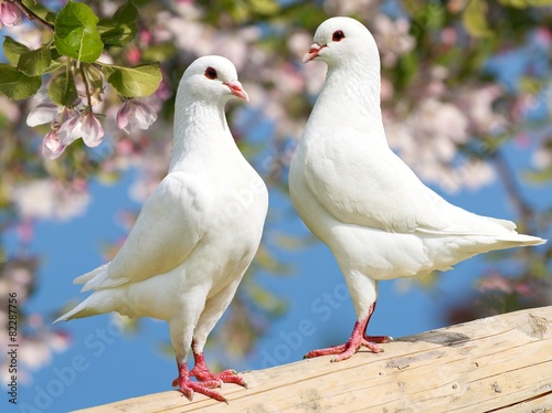 two white pigeon on flowering background
