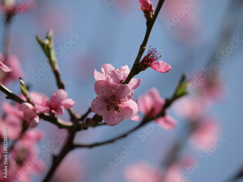 Blossoms of a tree of peaches on a blue sky