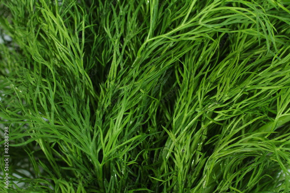 Fresh dill isolated on white Fresh dill isolated on white