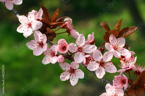 Spring blooming plum flowers. 