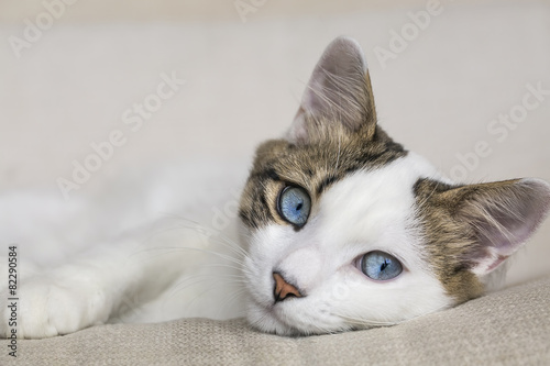 Kedi